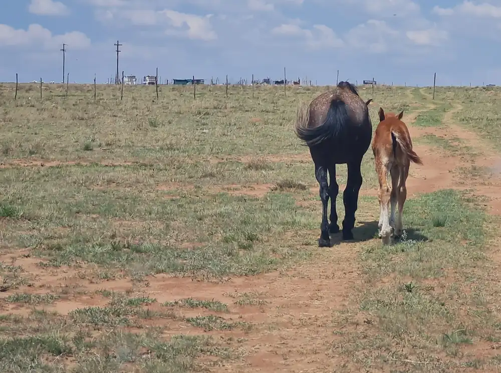 Mare and foal in a rural area