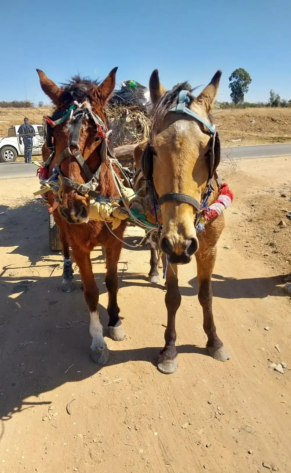 Working equines during outreach