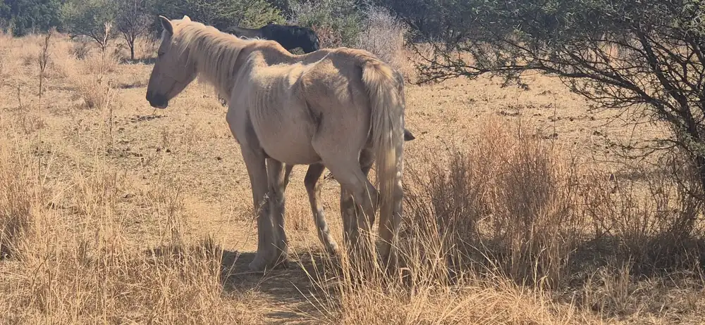 Horse photographed during welfare work