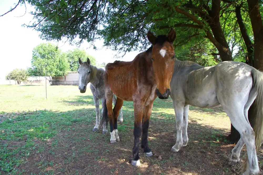 Equines in the care environment