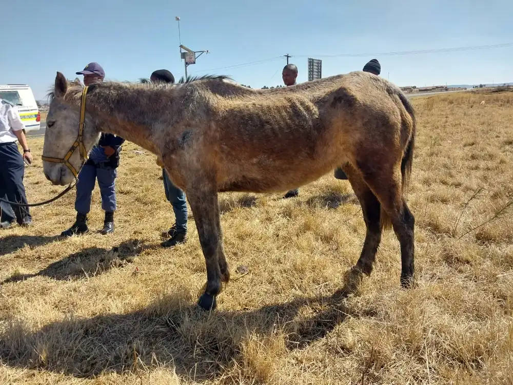 Horse encountered during welfare outreach