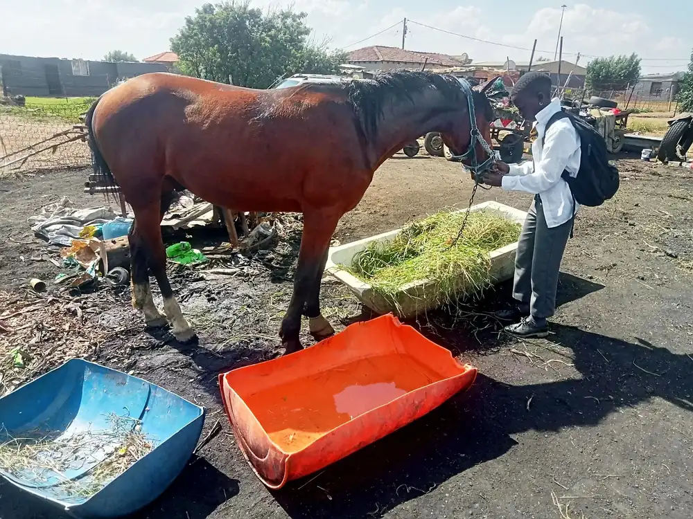 HHCU outreach assistance with a horse in the community