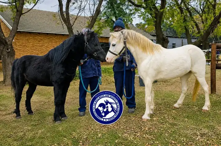 Young people with horses at Highveld Horse Care Unit