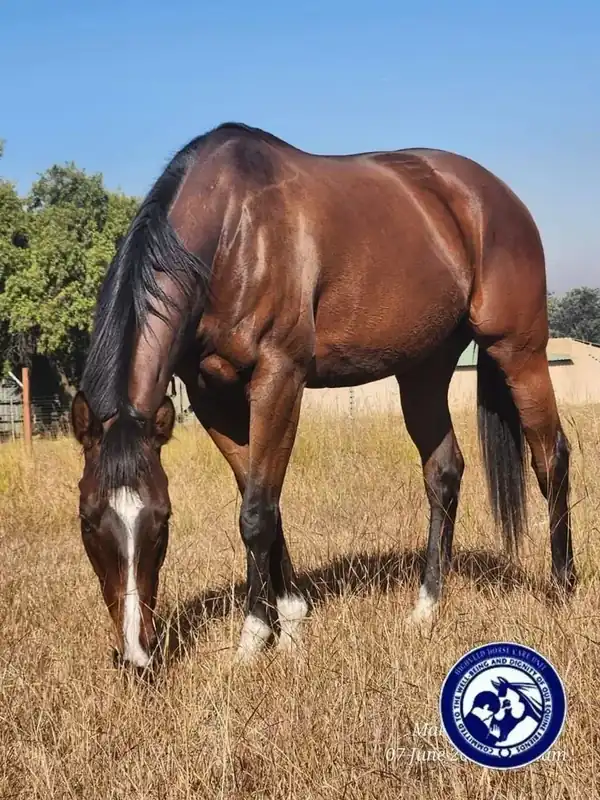 Horse grazing in the care of the Unit