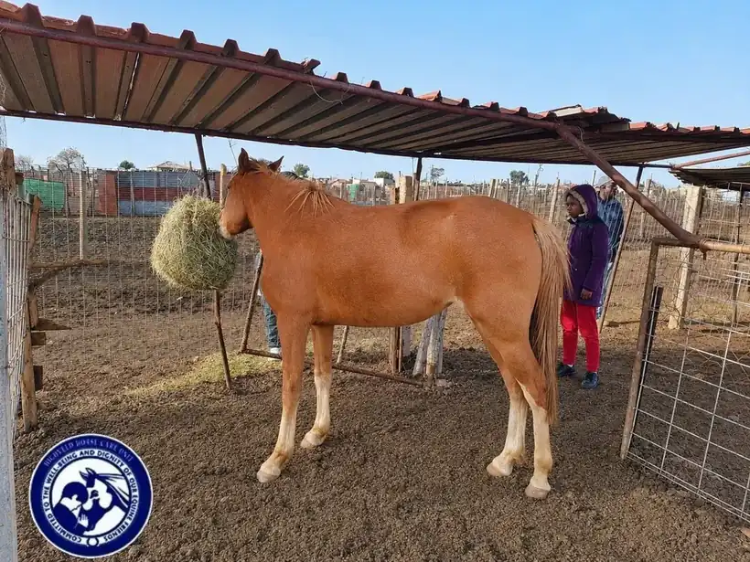 Horse receiving support in an under-resourced community