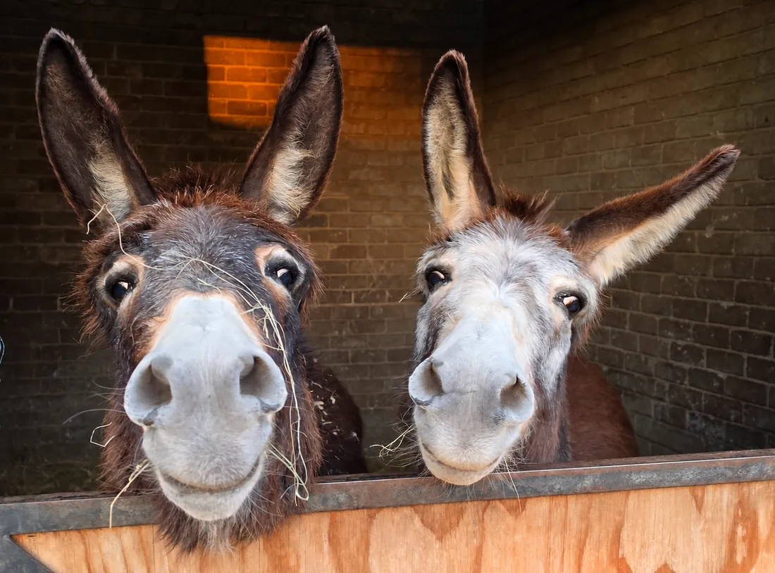 Two donkeys in the care of Highveld Horse Care Unit