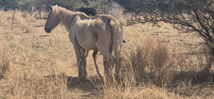 Donkey encountered through HHCU welfare work