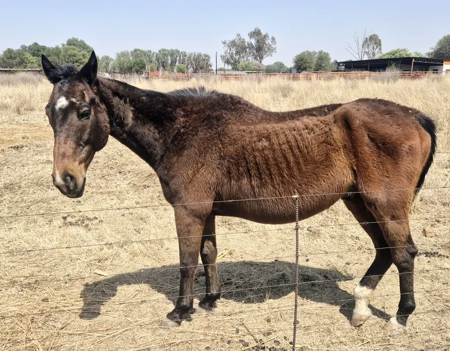 Horse encountered through HHCU welfare work