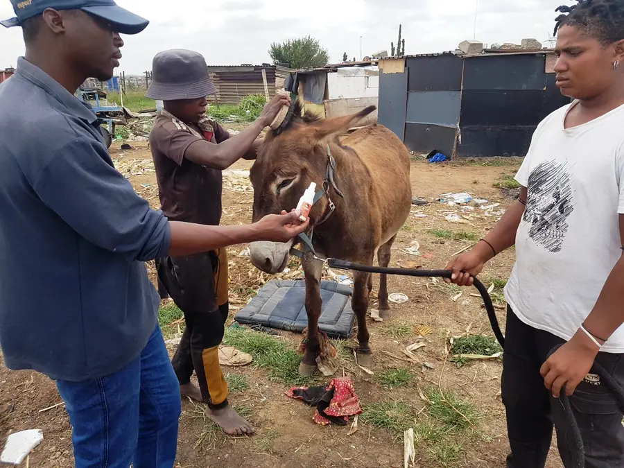 Equine receiving practical care in a community
