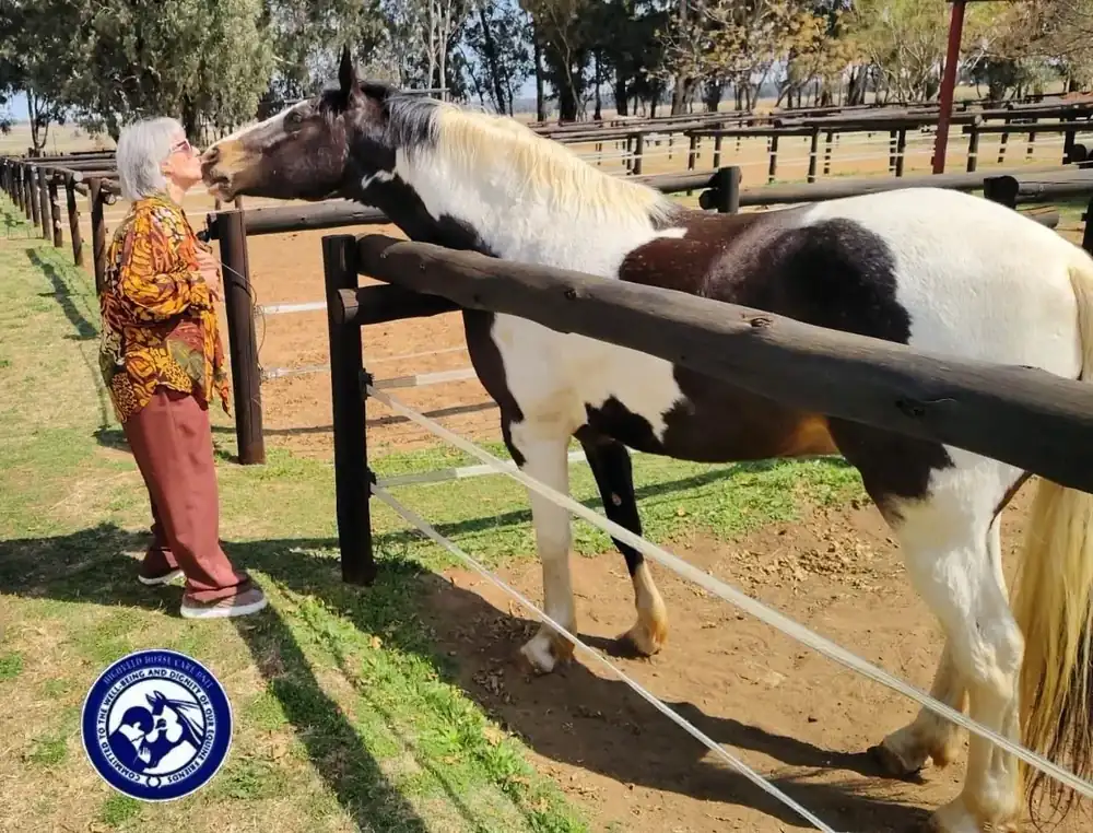 Highveld Horse Care Unit equine welfare photograph