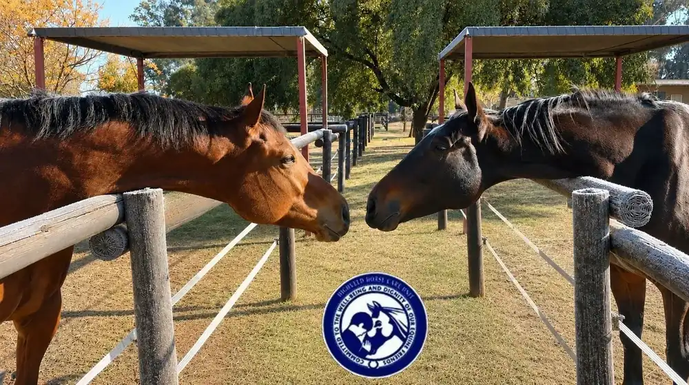 Highveld Horse Care Unit equine welfare photograph