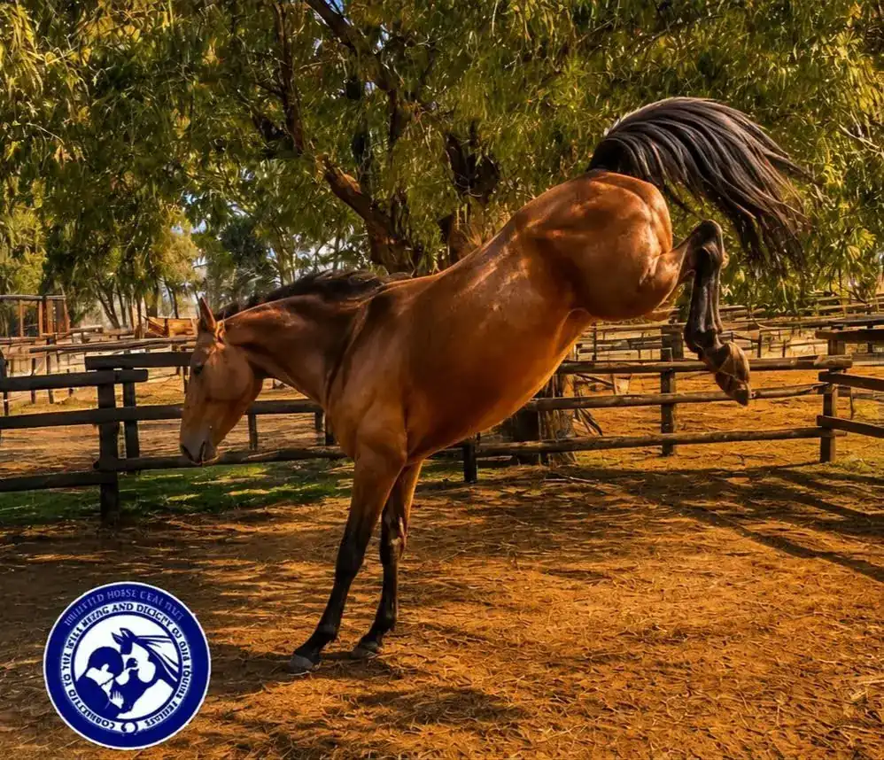 Highveld Horse Care Unit equine welfare photograph