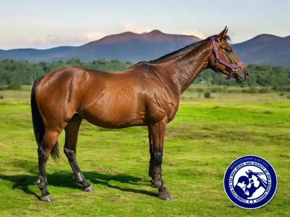 Highveld Horse Care Unit equine welfare photograph
