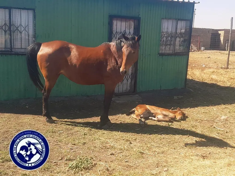 Highveld Horse Care Unit equine welfare photograph
