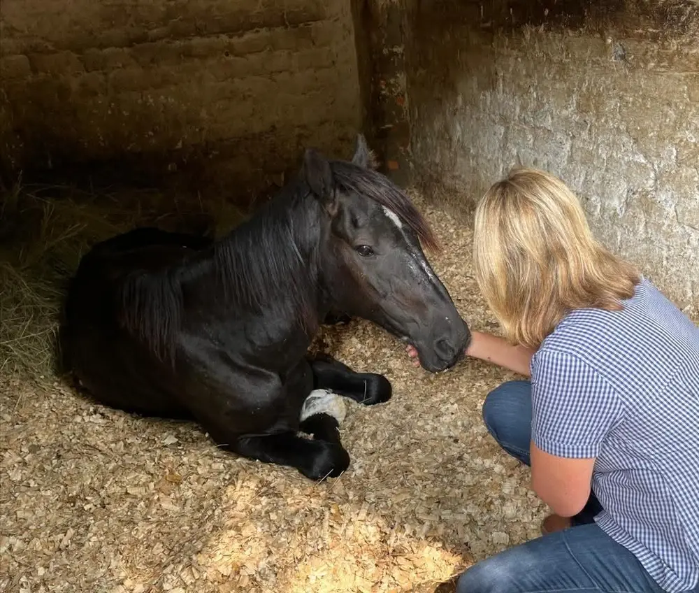 Highveld Horse Care Unit equine welfare photograph
