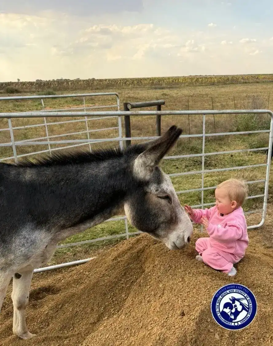 Highveld Horse Care Unit equine welfare photograph