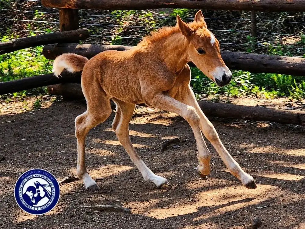 Highveld Horse Care Unit equine welfare photograph