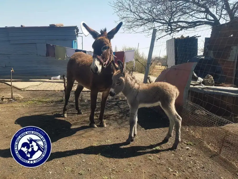 Highveld Horse Care Unit equine welfare photograph