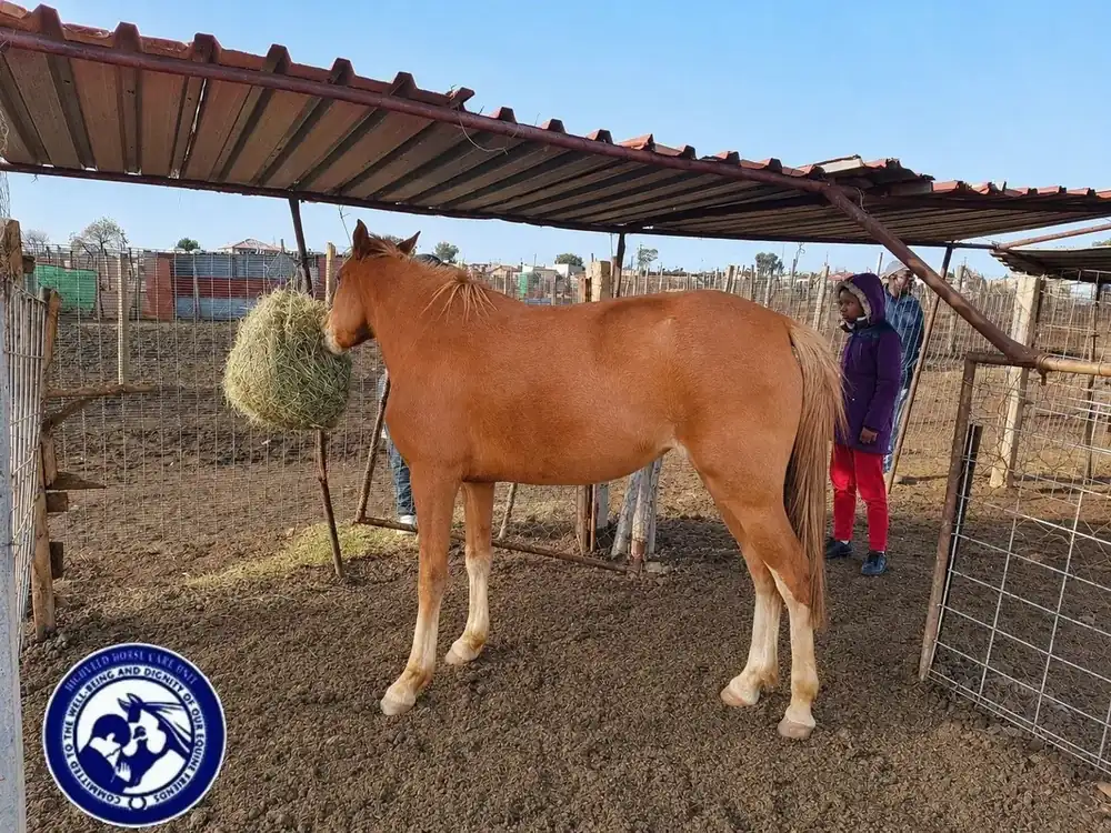 Highveld Horse Care Unit equine welfare photograph