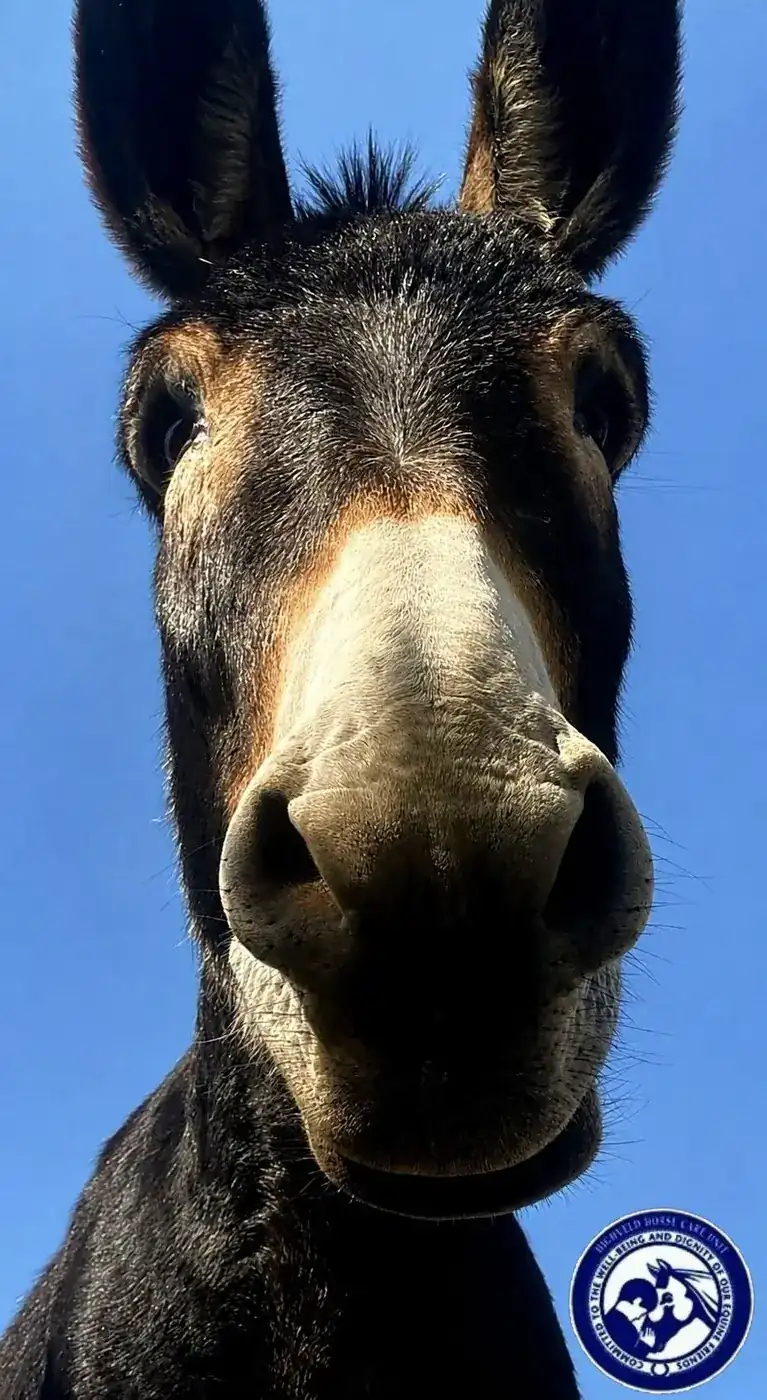 Donkey in the care of Highveld Horse Care Unit