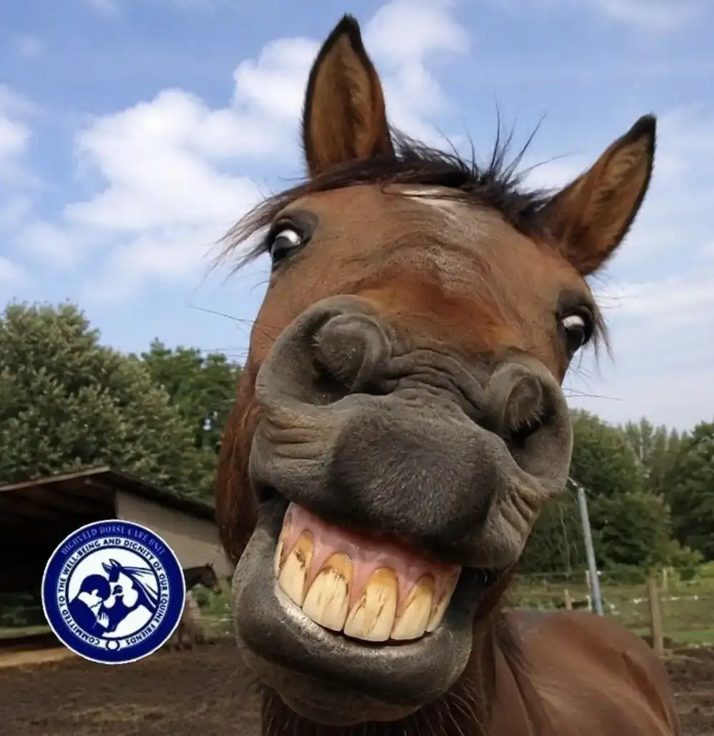 Highveld Horse Care Unit equine welfare photograph